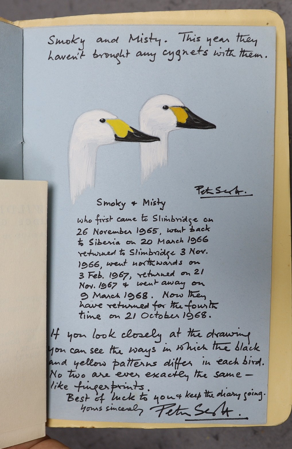 Peter Markham Scott (1909-1989) Greetings card with gouache study, two Mute swans, Provenance - the vendor wrote to Peter Scott as a child and received this card from him.